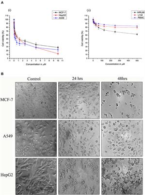 Strophanthidin Attenuates MAPK, PI3K/AKT/mTOR, and Wnt/β-Catenin Signaling Pathways in Human Cancers